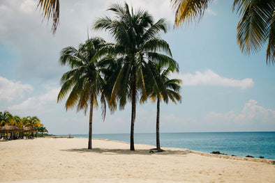 Three palm trees on a beach